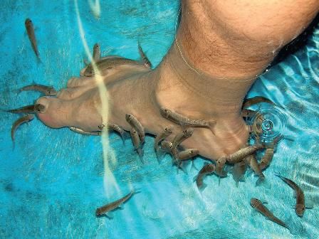 Halakkal teli medencében kezelik a bőrbetegségeket - fotó - Pikkelysömör halkezelés orvos hal